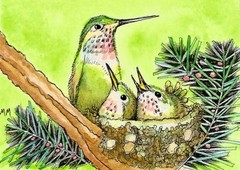 ACEO Limited Edition – Hummingbird with Nestlings print of Original watercolor