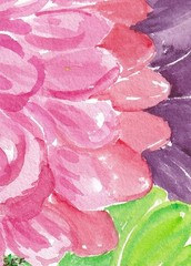 Original ACEO Pink, Purple, Green Zinnia Watercolor Painting, Sharon Foster