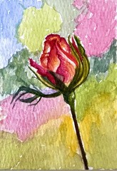 Aceo Watercolor Painting Original One Of A Kind Painting Of A Rose