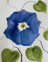 Original Watercolor Painting Of Blue Morning Glory. Signed By Artist OOAK