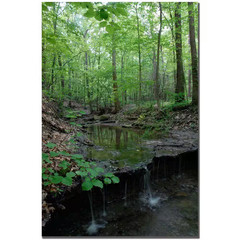24 In. X 16 In. Tiny Forest Falls Canvas Art