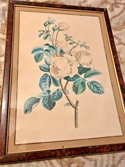 SUPERB LARGE ORIGINAL WATERCOLOR WHITE CABBAGE ROSES CA. 1830 SIGNED CLARKE