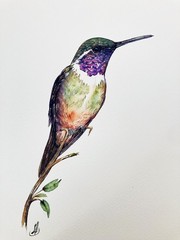 Hummingbird Watercolor Original Painting – Colorful Bird Art, Hand Painted Art