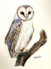 Barn Owl Bird Watercolor Original Painting by Liz Altin