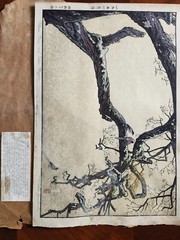 Toshi Yoshida Woodblock – Plum Tree and Blue Magpie 19.25” x